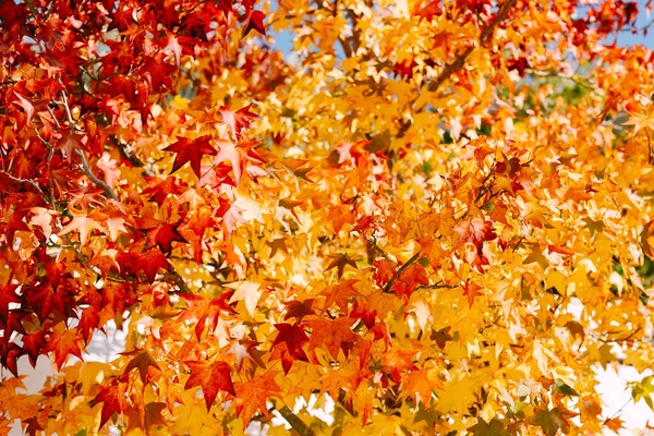 Sonbahar arkaplanı - odun dalları, sarı, kırmızı ve turuncu üzerinde ateşli akçaağaç yaprağı. — Stok fotoğraf
