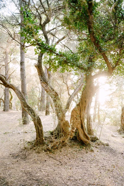 Sunset sunlight in a multi-storey olive grove. Tree trunks entwined with ivy. — Stock Photo, Image