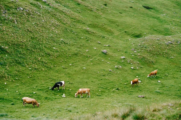 Cinque mucche pascolano su verdi prati collinari. — Foto Stock