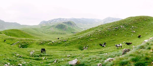 Stádo krav se pasou na zelených kopcovitých loukách v horách Černé Hory. Národní park Durmitor, Zabljak. Krávy okusují trávu.. — Stock fotografie