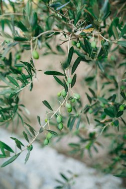 Ağacın dallarına yakın plan yeşil zeytin..