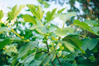 Mavi gökyüzüne karşı ağaç dallarındaki yeşil incirler.