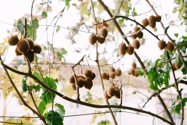 Большой коричневый плод киви на ветвях деревьев . — стоковое фото