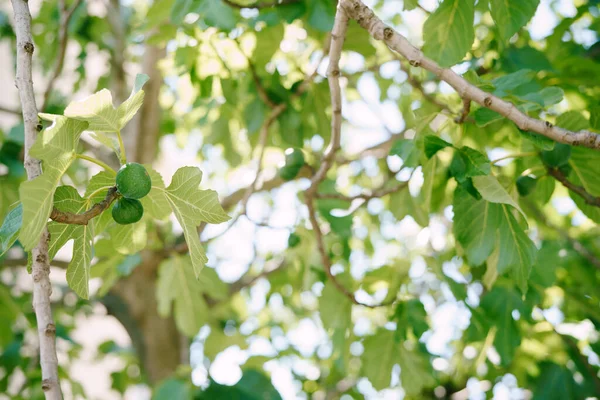 Green fig fruit on tree branches on the background of foliage. — Stock Photo, Image