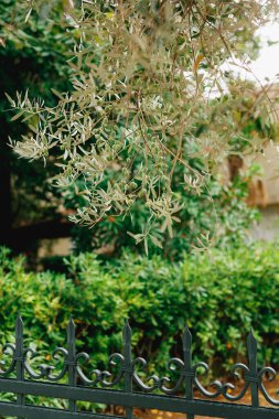 Ağacın dallarında yeşil yaprakların ve çitlerin arka planına karşı zeytin üzümleri..