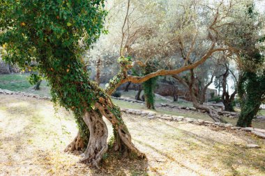 Karadağ 'daki Olive Grove, sarmaşıkla kaplanmış alışılmadık bir ağaç gövdesi..