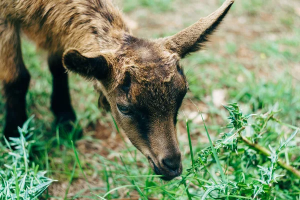 Primer plano de una pequeña cabra marrón y negra . — Foto de Stock