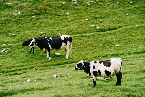 A herd of cows grazes on green hilly meadows in the mountains of Montenegro. Durmitor National Park, Zabljak. The cows are nibbling the grass. — Stock Photo, Image