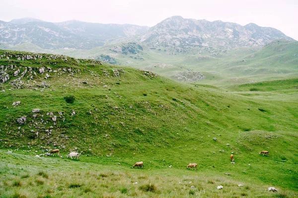 Stádo krav se pasou na zelených kopcovitých loukách v horách Černé Hory. Národní park Durmitor, Zabljak. Krávy okusují trávu.. — Stock fotografie