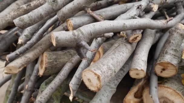 Kleines Brennholz aus Walnussbaum. Brennholz für den Winter im Dorf ernten. — Stockvideo