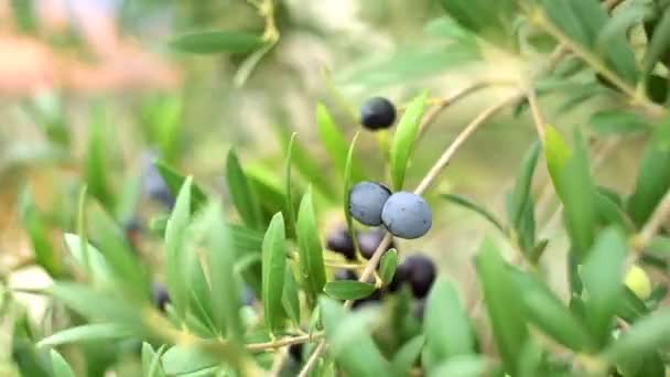 Rijp zwarte olijven op de takken van de boom. — Stockvideo