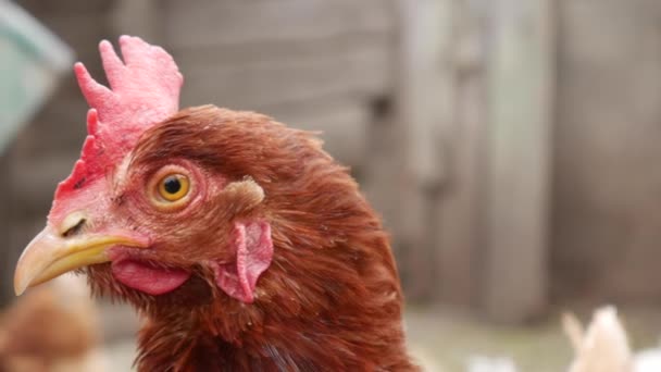 A close-up of red chicken in a home paddock in the village. — Stock Video