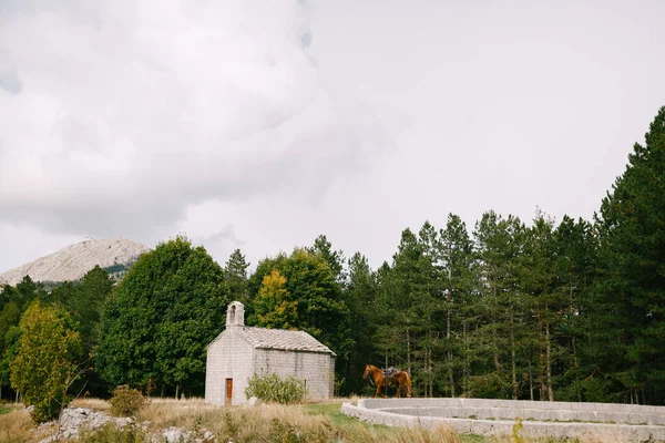 Een bruin paard bij een kerkje in de bergen bij het bos. — Stockfoto