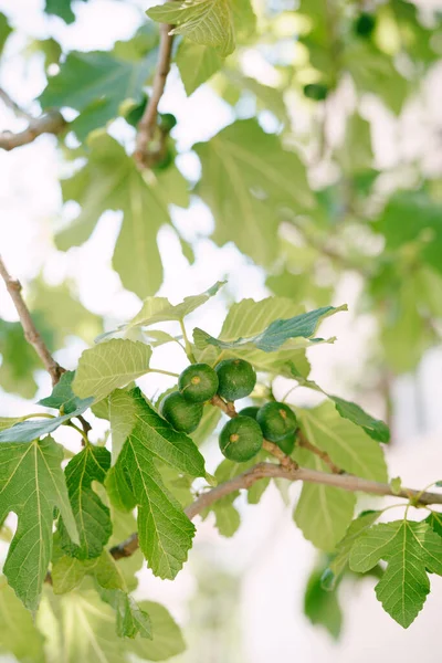 Grandes frutos de higo en el follaje del árbol . — Foto de Stock