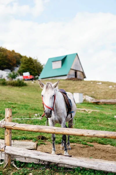 Um cavalo branco em uma paddock, contra o pano de fundo de uma casa em uma colina . — Fotografia de Stock