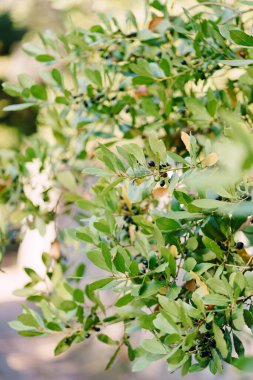 Ağaçta dallar, yapraklar ve böğürtlen yaprağı.
