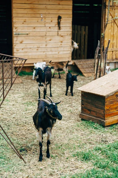 염소 농장에 염소가 있어. 농장 마당에 있는 나무 창고. — 스톡 사진
