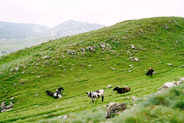 En flock kor betar på gröna kulliga ängar i Montenegros berg. Durmitor National Park, Zabljak. Korna nafsar på gräset. — Stockfoto