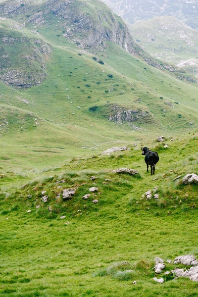 Черная корова в зеленых горах Черногории. Национальный парк "Дурмитор" . — стоковое фото