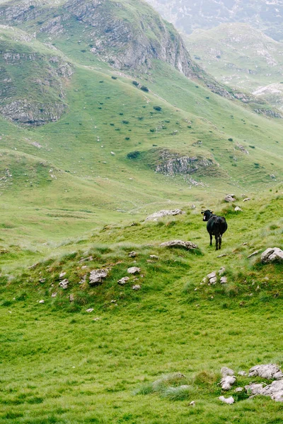 En svart ko i de gröna bergen i Montenegro. Durmitor National Park, Zabljak. — Stockfoto