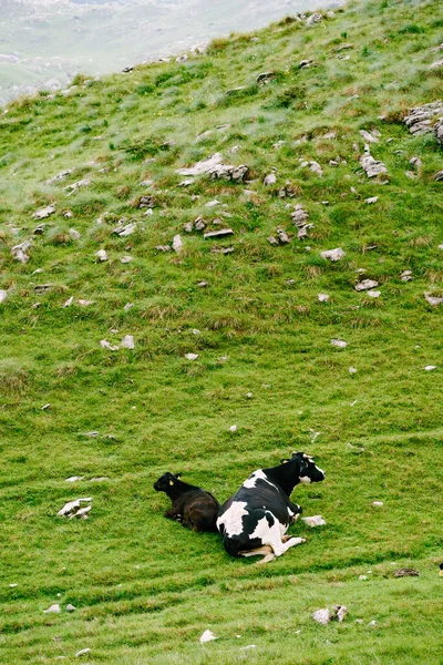 En svart-vit ko ligger på gräset nära en svart kalv på det gröna gräset. — Stockfoto