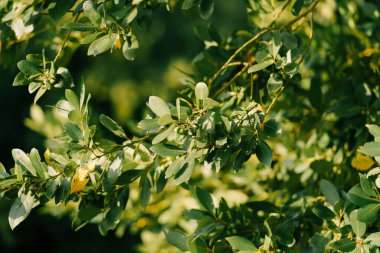 Ağaçta dallar, yapraklar ve böğürtlen yaprağı.