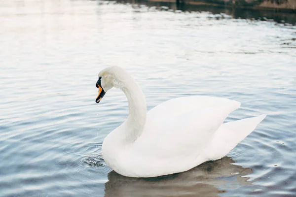 A close-up of a white swan on the water. — Stock Photo, Image