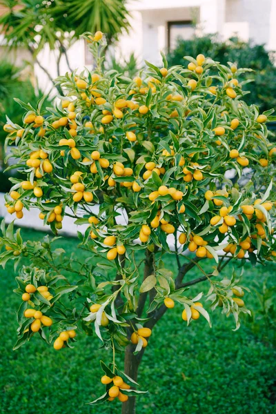 Kumquat or fortunella tree with ripe orange fruits on branches in the garden. — Stock Photo, Image