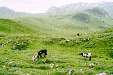 Karadağ dağlarındaki yeşil tepecikli çayırlarda otlayan bir inek sürüsü görülüyor. Durmitor Ulusal Parkı, Zabljak. İnekler otları kemiriyor..