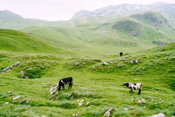 Egy tehéncsorda legel a zöld dombos réteken Montenegró hegyeiben. Durmitor Nemzeti Park, Zabljak. A tehenek rágcsálják a füvet.. — Stock Fotó