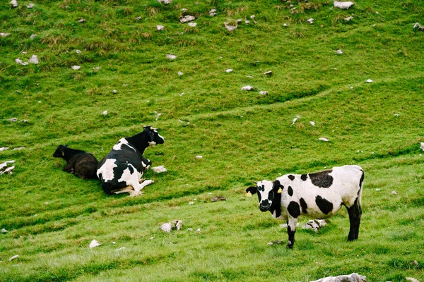 Чёрно-белая корова лежит на траве рядом с чёрным теленком на зелёной траве. . — стоковое фото