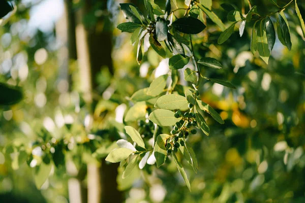 Ramas, hojas y bayas hoja de laurel en el árbol . — Foto de Stock