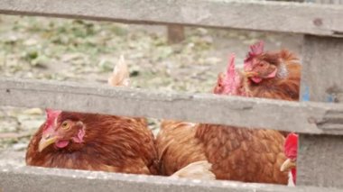 Tavuklar sabah yemeğini bekliyor. Tavuk besleme zamanı. Organik tavuk endüstrisi için mükemmel bir imaj, kırsal, çiftlikler, gıda, eko çiftçiliği, yaşam stoğu vs..