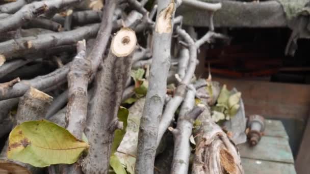 Kleines Brennholz aus Walnussbaum. Brennholz für den Winter im Dorf ernten. — Stockvideo