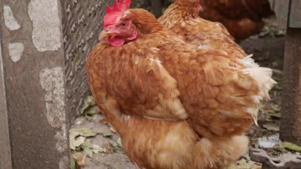 Domestic chickens in a paddock in the village in the autumn. — Stock Video