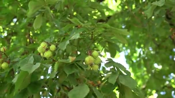 Frukten av hästkastanj på grenarna av trädet - bollformade lådor med spikar. — Stockvideo