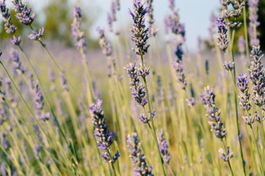 Çiçekli lavanta çalılarının yakın çekimi..