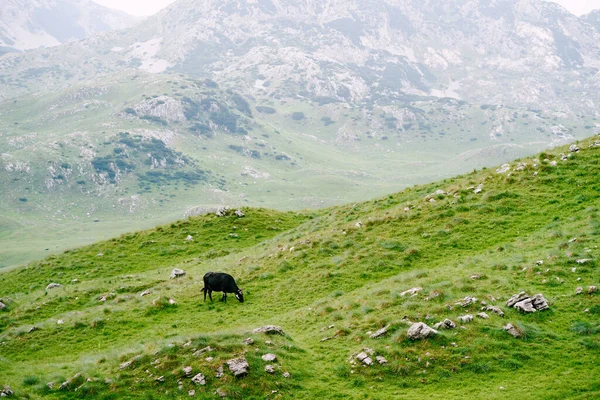 La mucca nera brucia tra le montagne rocciose, mangia erba su prati collinari. — Foto Stock