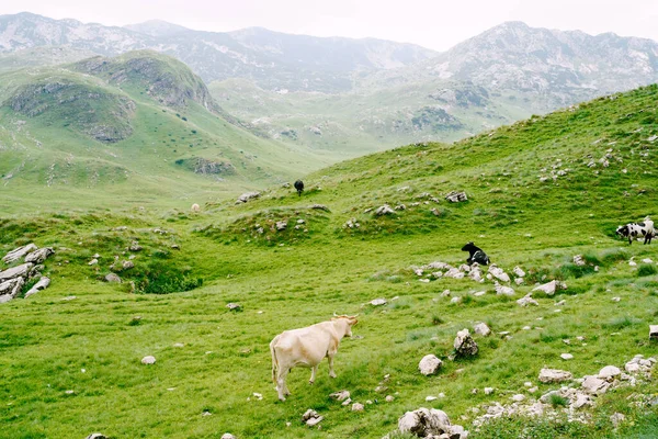 Stádo krav se pasou na zelených kopcovitých loukách v horách Černé Hory. Národní park Durmitor, Zabljak. Krávy okusují trávu.. — Stock fotografie