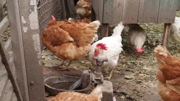 Ein weißes Huhn trinkt Wasser von einem Trinker, inmitten einer Hühnerschar im Hof. — Stockvideo