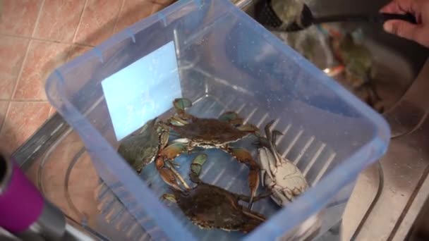 De chef wast de krabben in de gootsteen en vouwt ze in een plastic container. — Stockvideo