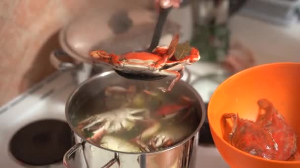 Le cuisinier sort les crabes rouges cuits de la casserole et les plie dans un bol d'orange.. — Video