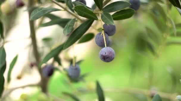 Aceitunas negras maduras en las ramas del árbol. — Vídeo de stock