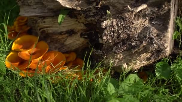 Champiñones chanterelle naranja en la hierba verde debajo del tocón . — Vídeo de stock