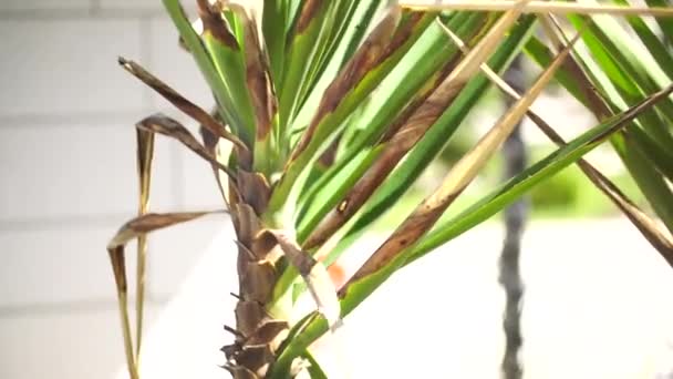 Садівник вирізає гілки пальми сепаратором в саду . — стокове відео