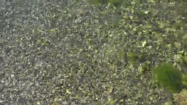 Eau claire dans la mer, pierres dans la mousse sur le rivage.