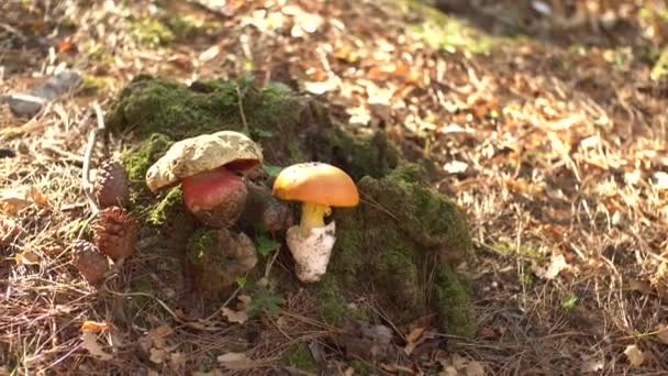 Olijfbruine eik - Boletus luridus ligt op het gras, tussen de gele herfsteik bladeren. Eetbare paddenstoel uit het geslacht Boletus boletus, familie Boletaceae — Stockvideo