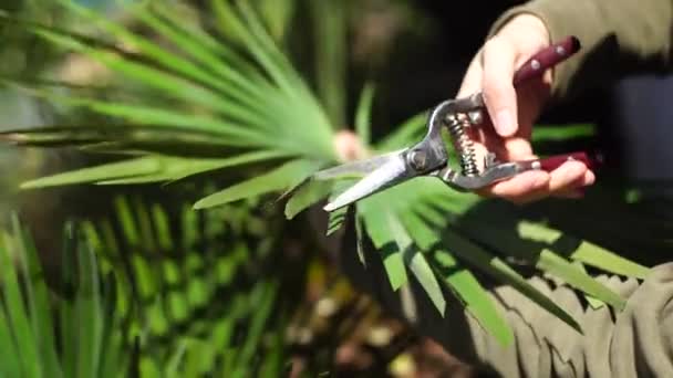 Садовник срезал пальмовые ветви секатором в саду.. — стоковое видео
