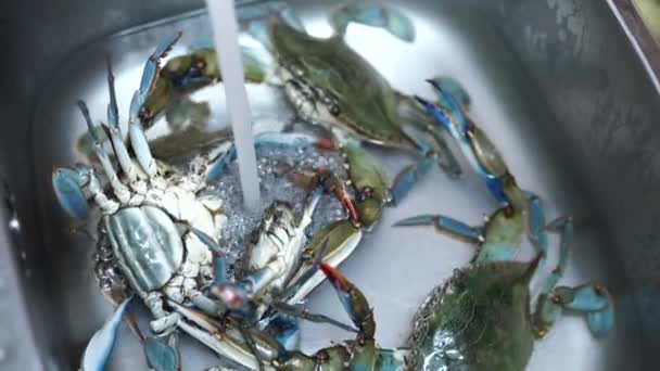 Kucharz płucze wodą z kranu niebieskich krabów w zlewie kuchennym. — Wideo stockowe