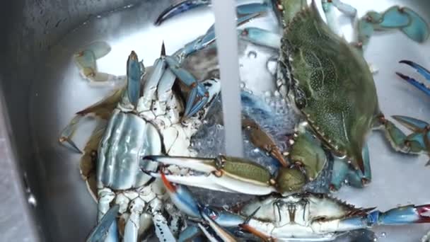Grandes caranguejos azuis sentam-se na pia da cozinha sob água da torneira . — Vídeo de Stock